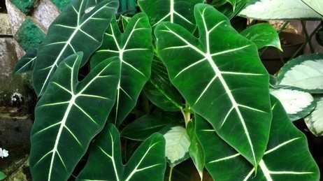 The beauty of Alocasia leaves